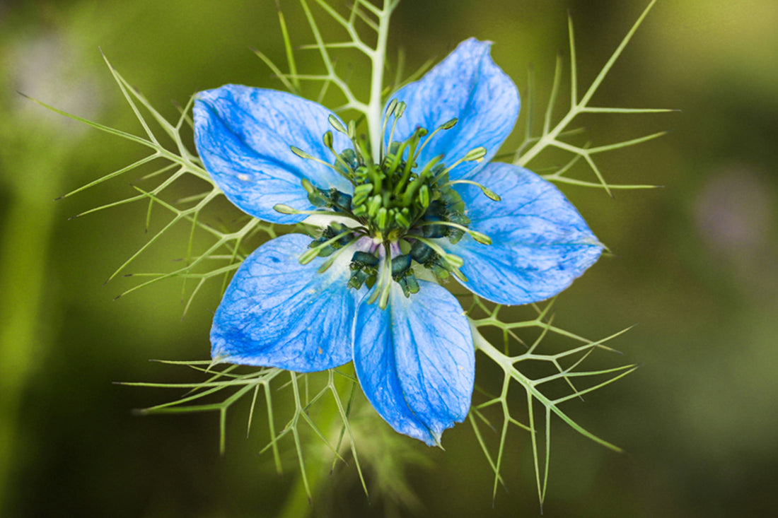 Schwarzkümmelöl Made With Love