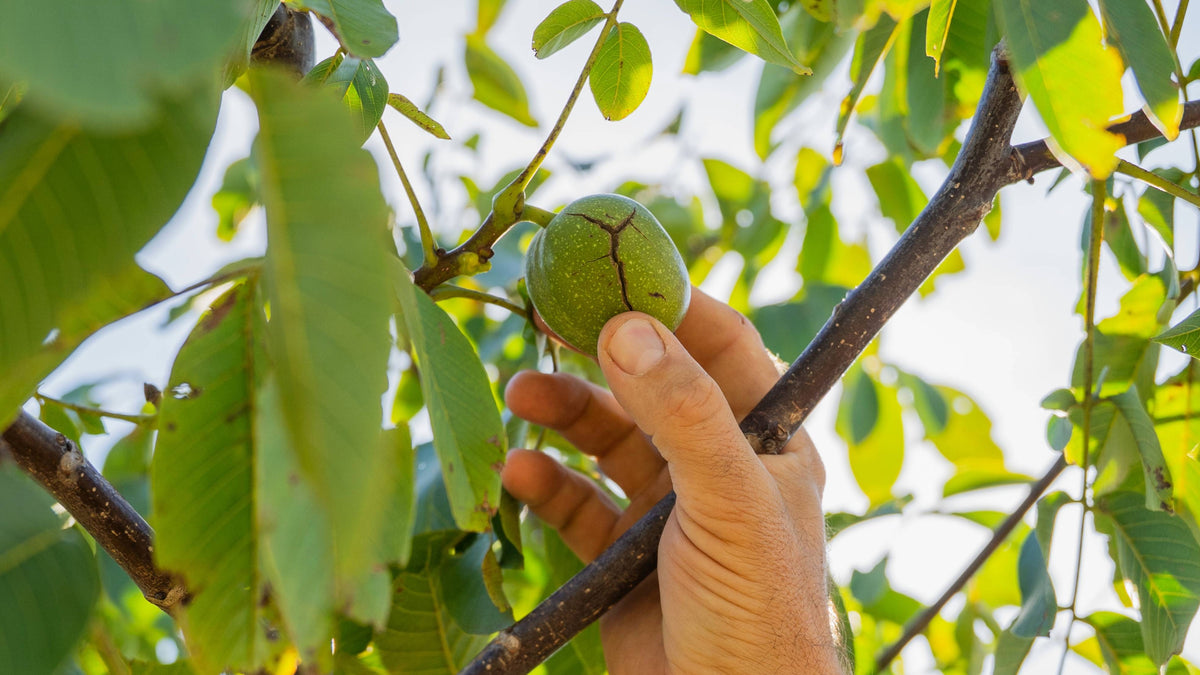 Hand die nach einer Baumnuss greift