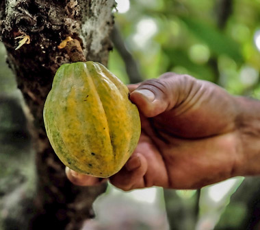 Wildwuchs-Kakao aus dem Regenwald - Wildwuchs-Kakao aus dem Regenwald
