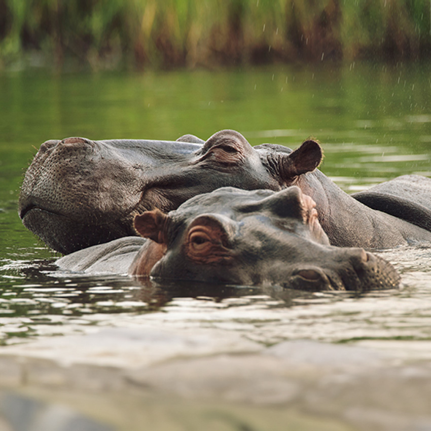 Nilpferde im Wasser