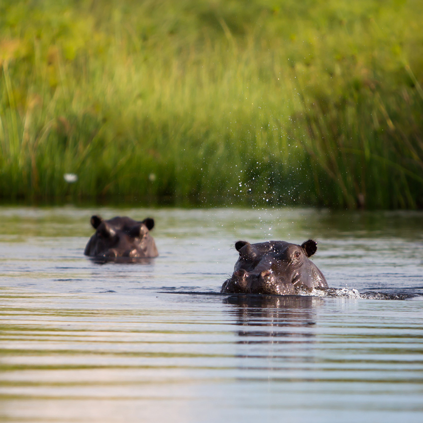 Schwimmende Nilpferde